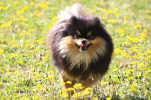 Aïka, Spitz nain femelle, née en 2025, noire et feu, 22 cm, 3.1 kg