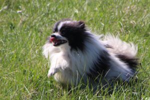 Anaya, Spitz nain femelle, née en 2025, LOF, noire et blanche, 3 kg, 24 cm
