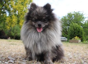 Athos, Spitz Nain mâle, né en 2025, merle, 24 cm, 2.4 kg