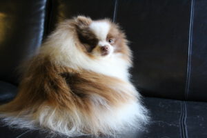 O'Maley, Spitz Nain mâle, né en 2018, LOF, chocolat et blanc, 22 cm, 2.6 kg