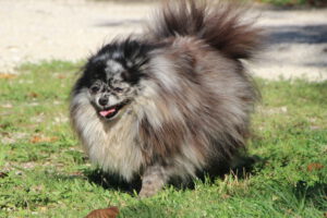 Opaline, Spitz nain femelle, merle