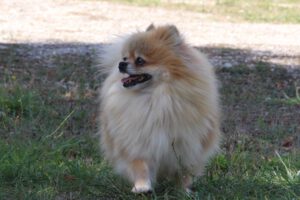 Oula Hoop, Spitz nain femelle, née en 2018, orange charbonné, 25 cm, 3.8 kg
