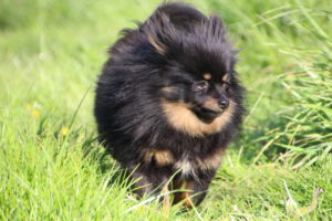 P'Oraya, Spitz nain femelle, noir et feu