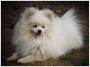 Pepton, Spitz Nain mâle, né en 2019, LOF, blanc, 26 cm, 4.1 kg