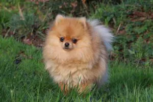 Pin'up, Spitz nain femelle, née en 2019, orange, 21 cm, 2.4 kg