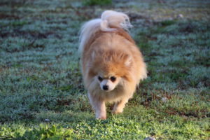 Ragazza, Spitz nain femelle, née en 2020, LOF, orange, 26 cm, 5.2 kg