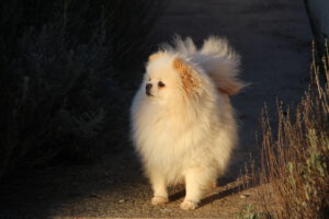Rhapsodie, Spitz nain femelle, née en 2020, crème, 24 cm, 3.6 kg