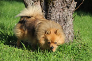 Rocket, Spitz nain femelle, née en 2020, orange charbonné, 24 cm, 4.4 kg