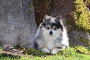 Rosélite, Spitz nain femelle, née en 2020, merle et feu, 26 cm, 4.2 kg