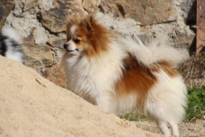 Rummikub, Spitz nain femelle, née en 2020, LOF, orange panaché blanc, 23 cm, 3.6 kg