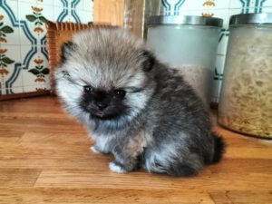 Chiot spitz nain