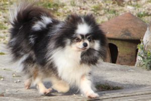 Tagada, Spitz nain femelle, née en 2022, merle et feu, 21 cm, 2.4 kg