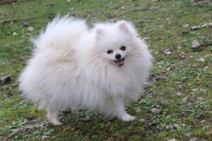 Valka, Spitz nain femelle, née en 2024, LOF, parents cotation 4 et titrés champions, blanche, 23 cm, 3.1 kg